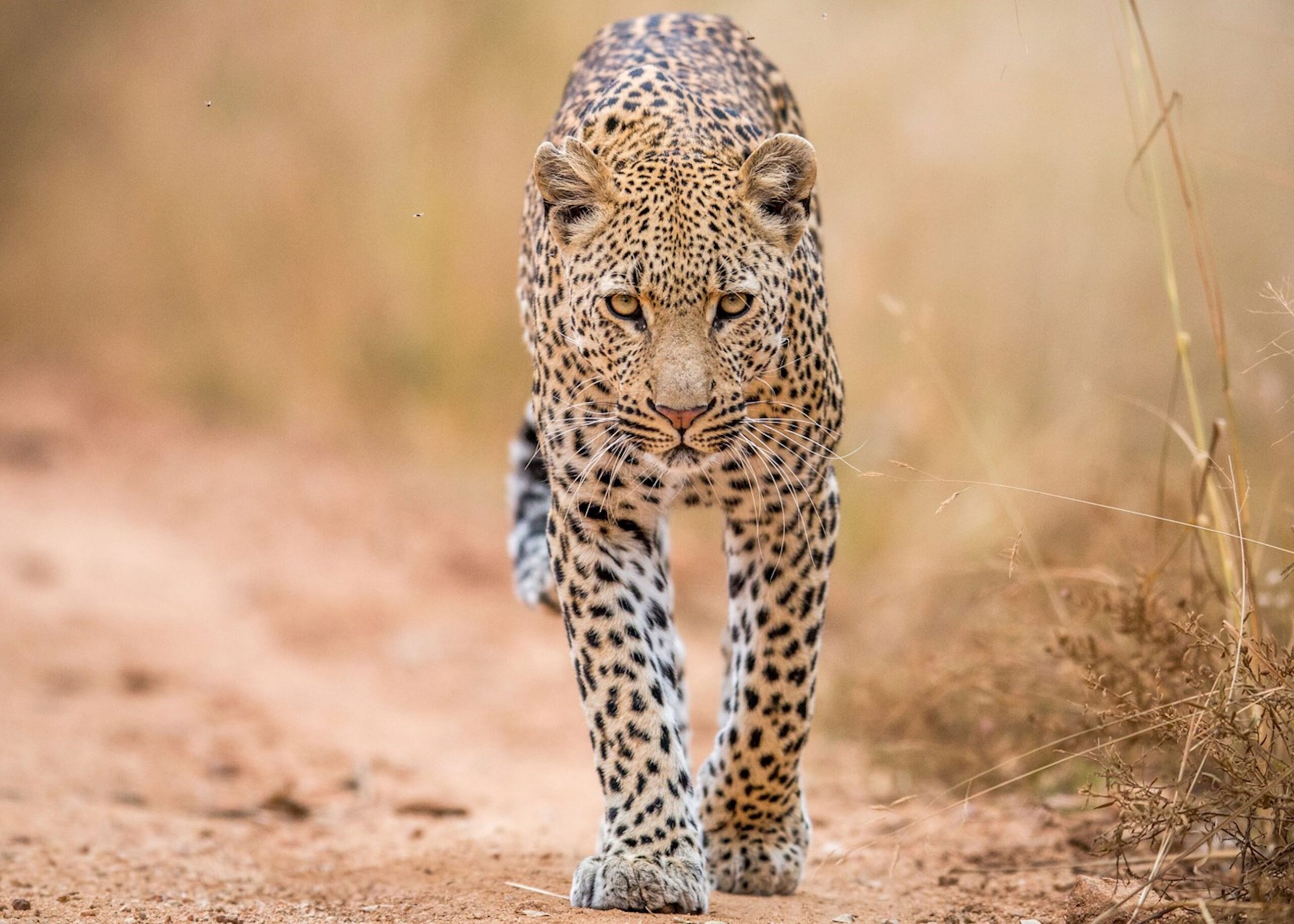Cape Town Kruger