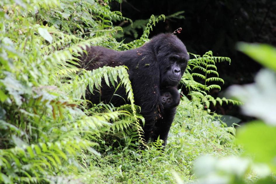 Virunga Gorillas