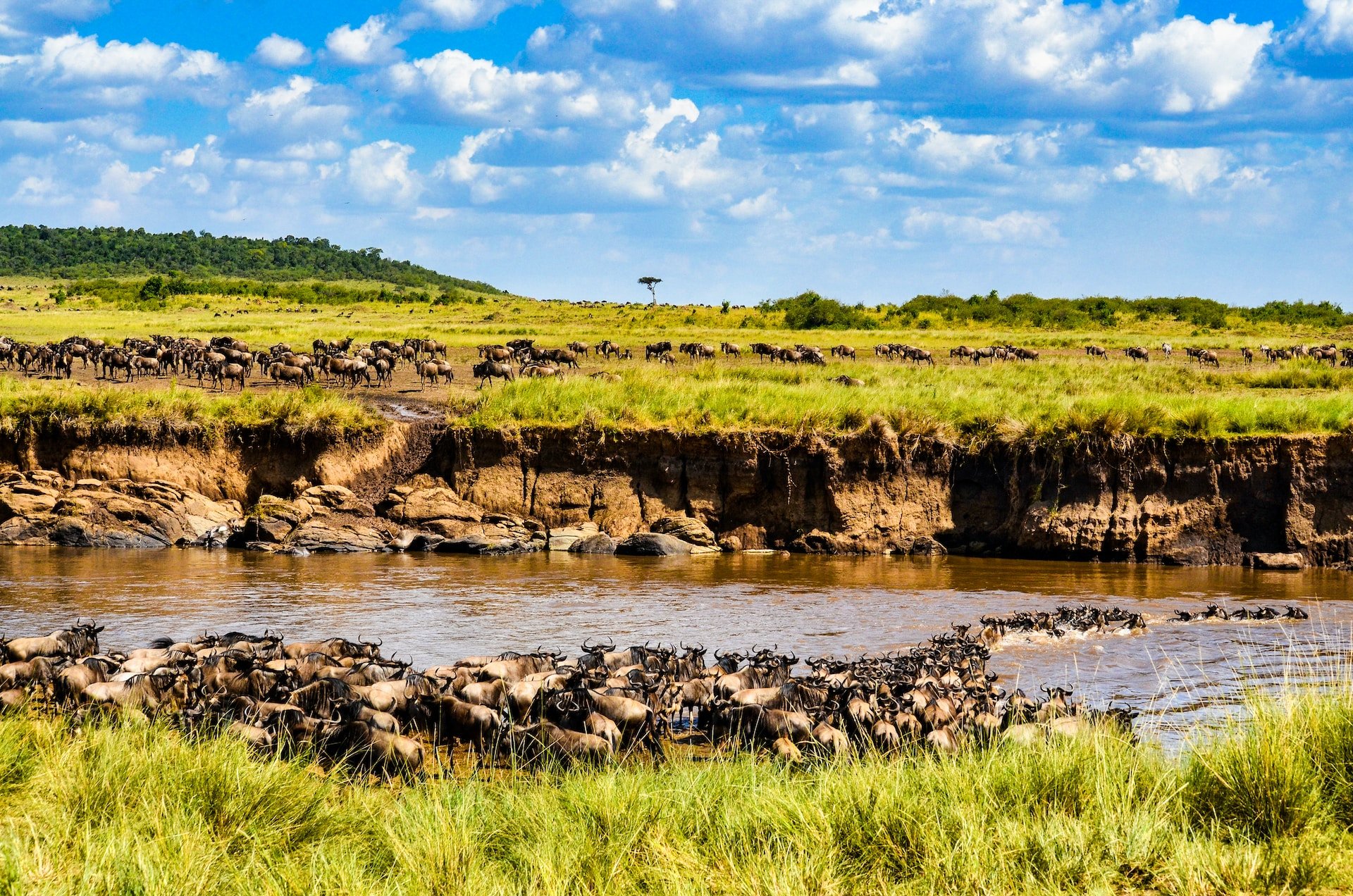 Game Viewing and Gorillas