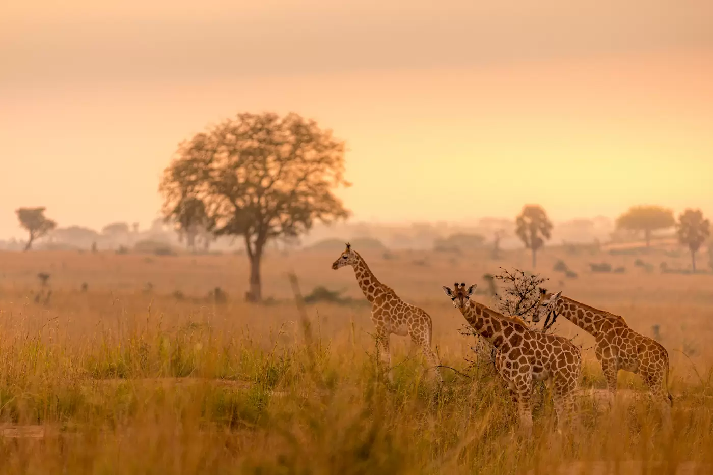 The Timeless Allure of Tanzania: Your Ultimate Travel Guide to a Remarkable African Paradise