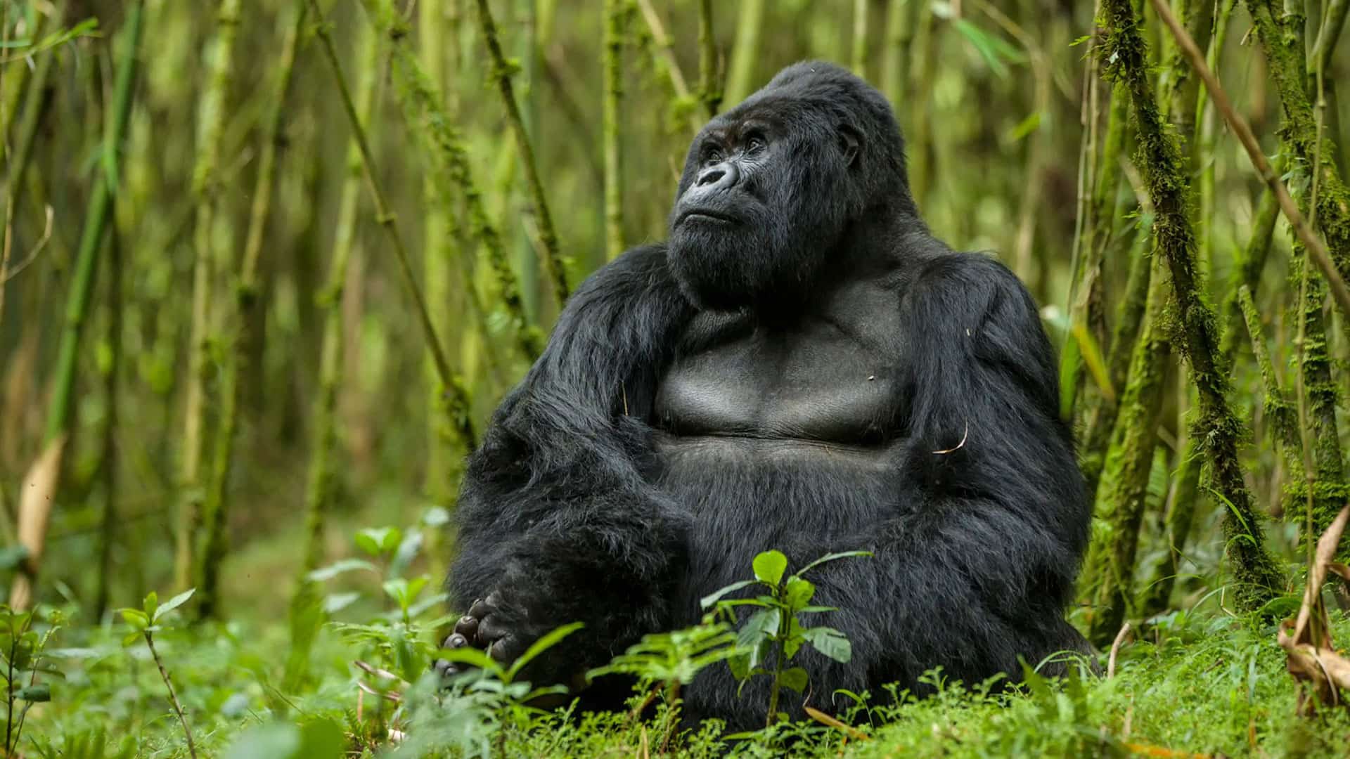 Uganda Gorilla Trekking Safari