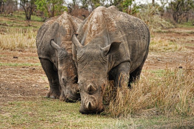 CONSERVATION CRUSADE