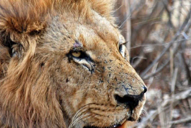 SOUTH AFRICA KRUGER & PRIVATE RESERVE