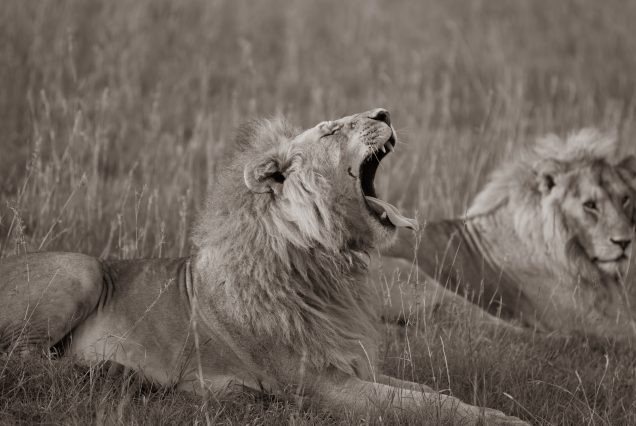 CLASSIC EXPLORE MARA SAFARI
