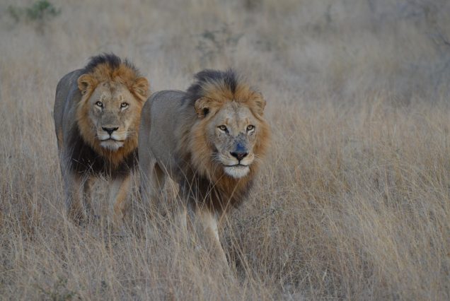 LION KING ADVENTURE