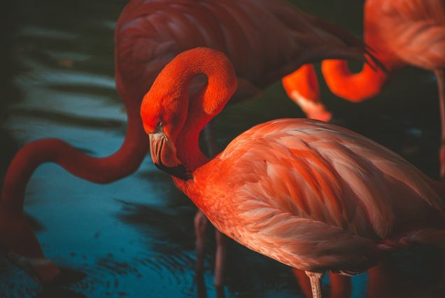 WESTERN KENYA BIRDING TOUR