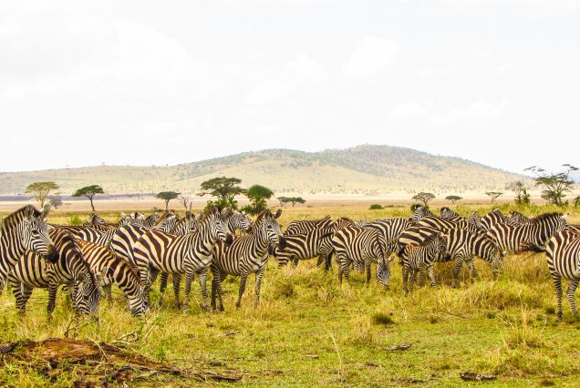 MIGRATION SAFARIS