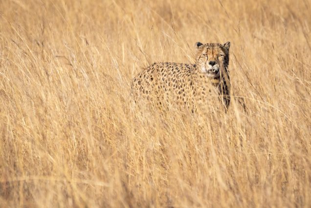 17 DAY KENYA TANZANIA TRIP