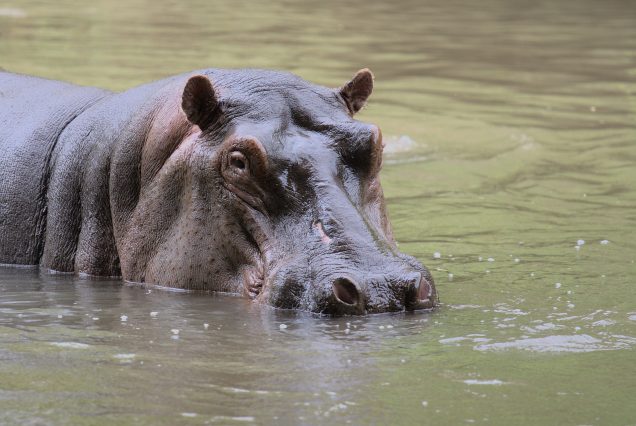 THE AFRICA EDEN OF THE NGORONGORO CRATER