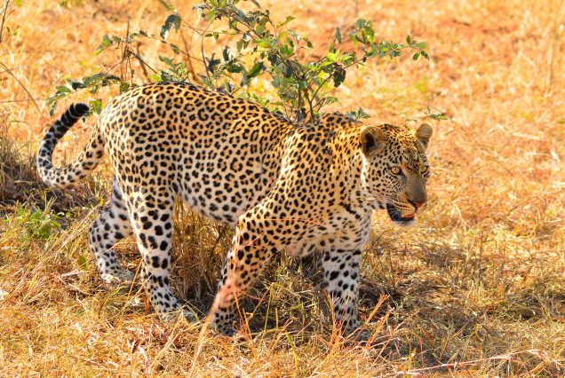ULTIMATE KENYA FAMILY ADVENTURE   NAIROBI, LAIKIPIA – LEWA DOWNS, MAASAI MARA, DIANI