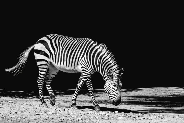 THE GREVY’S ZEBRA SAFARI