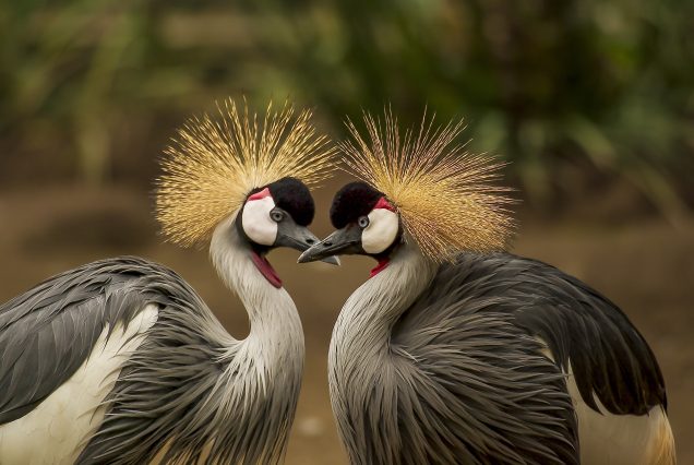 BIRDING SAFARIS – KENYA
