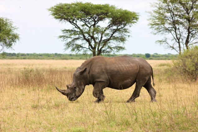 SOCIALLY DISTANT SAFARI