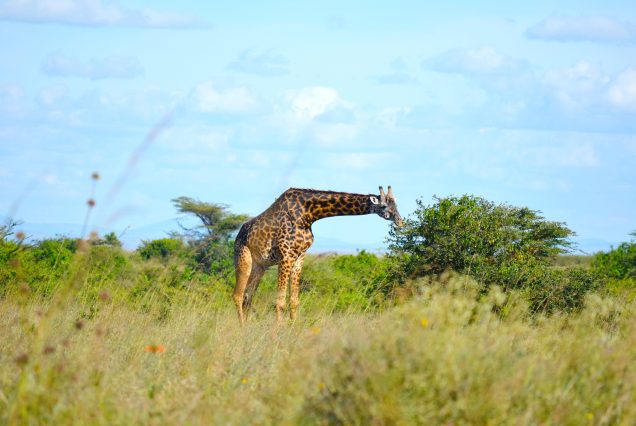 THREE DAYS SAFARI IN NAIROBI AND NAIVASHA