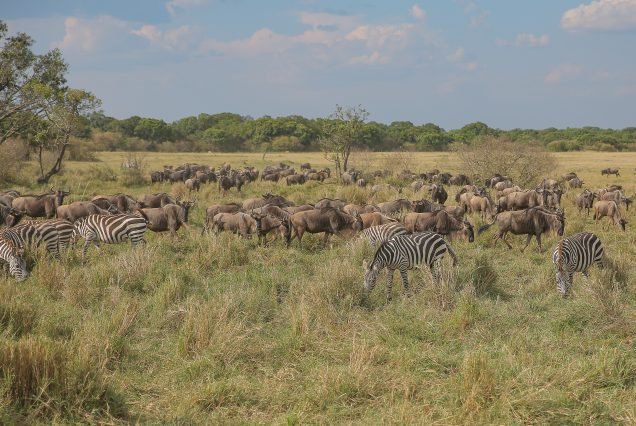 8 DAYS MIGRATION SAFARI IN MAASAI MARA