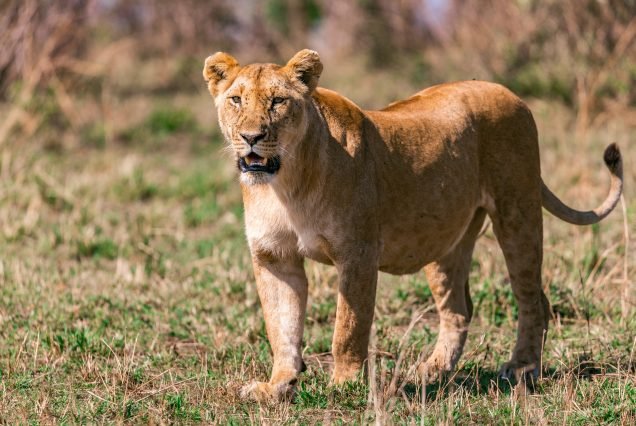 BEYOND THE SAVANNAH