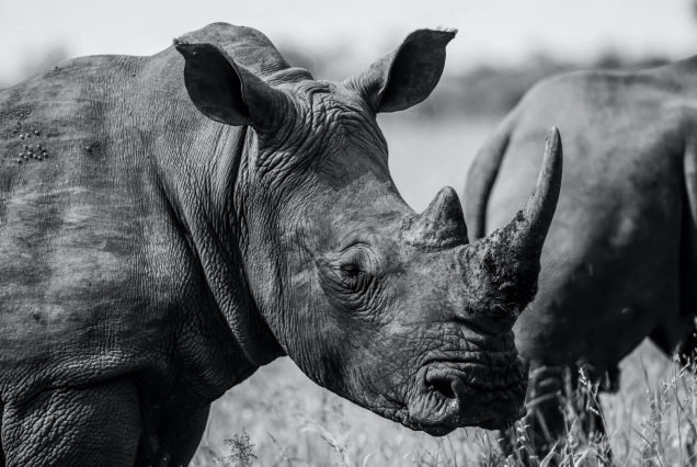 The Black Rhino Tracking Experience
