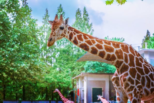 NAIROBI NATIONAL PARK, THE NAIROBI ANIMAL ORPHANAGE , GIRAFFE CENTRE  HALF DAY ESCURSION