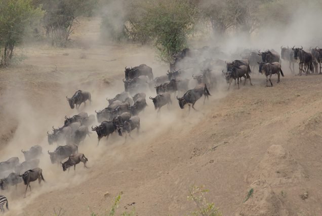 SPECIALIST MIGRATION SAFARI