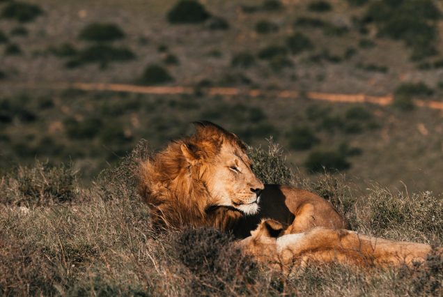 KAFUE PLAINS