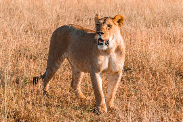 ADVENTURES ON THE SAVANNAH