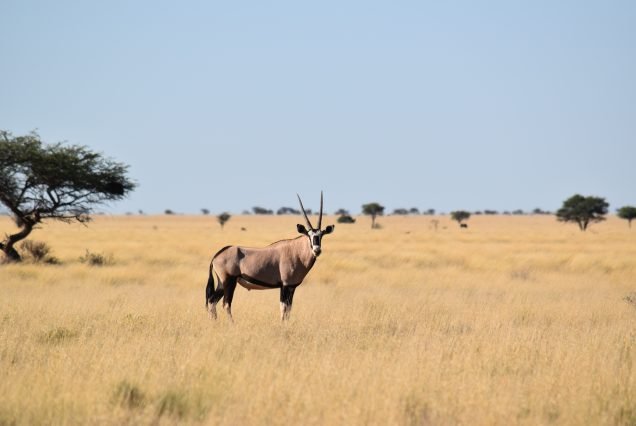 The Samburu Express Safari