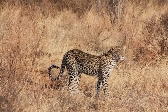 The Mara Express Safari