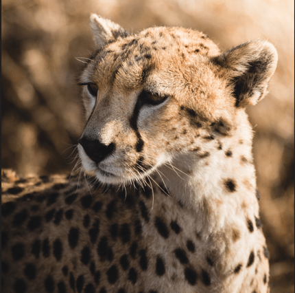 Serengeti Safari (Budget Camping) 5nights / 6days