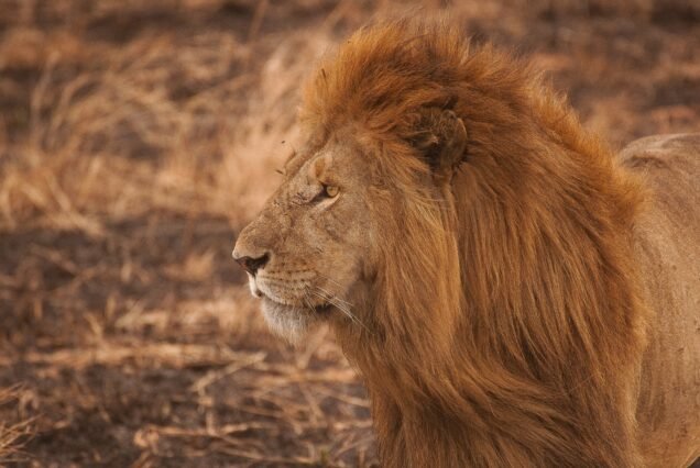 KICHWA TEMBO TENTED CAMP – 3 DAYS 2 NIGHTS FLYING PACKAGE