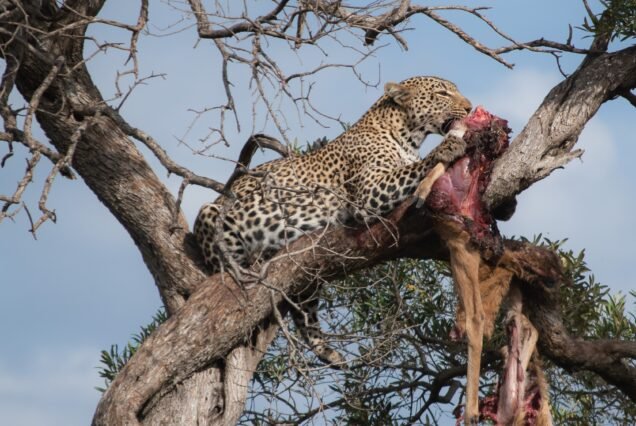 BASE CAMP MAASAI MARA – 3 DAYS 2 NIGHTS FLYING PACKAGE