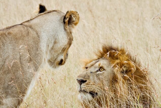 ELEWANA LOISABA LODO SPRINGS – 3 DAYS 2 NIGHTS FLYING PACKAGE
