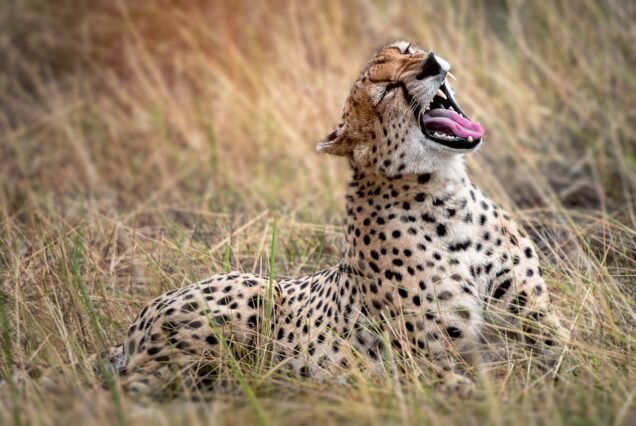 ASHNIL MARA – 3 DAYS 2 NIGHTS FLYING PACKAGE