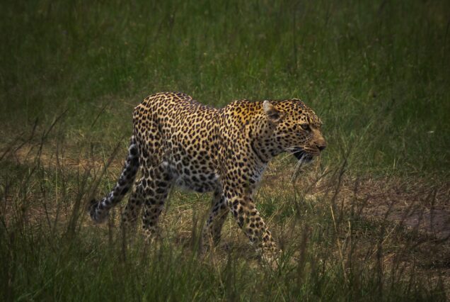 ELEWANA SAFARI CAMP – 3 DAYS 2 NIGHTS FLYING PACKAGE