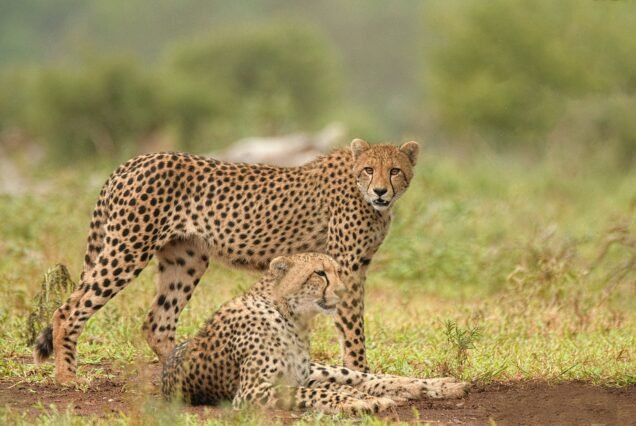 The Cheetah’s Camping. (Budget Camping) 6nights/ 7days