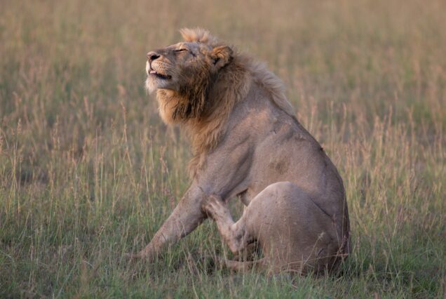 Lake Manyara National Park