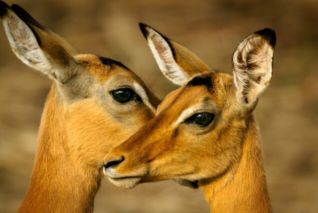 Selous/Ruaha/Mikumi 8 nights/9 days