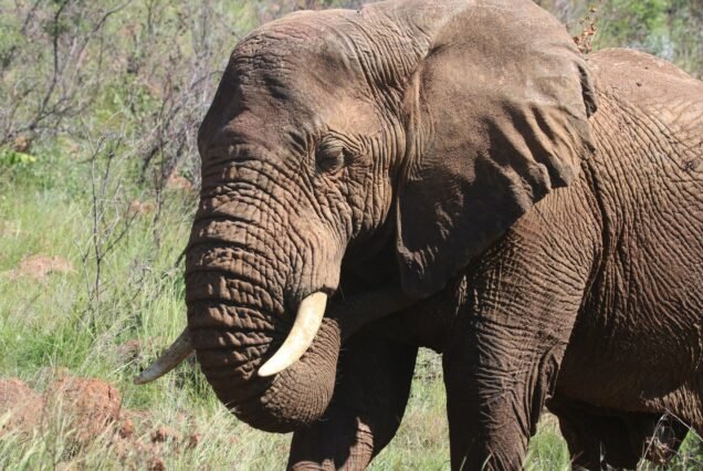 ELEPHANT BEDROOM CAMP – 3 DAYS 2 NIGHTS