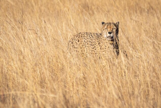4 nights/5 days Manyara/Serengeti/Ngorongoro/Tarangire