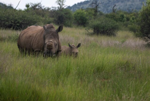 The Rhino’s Camping. 3nights/ 4days