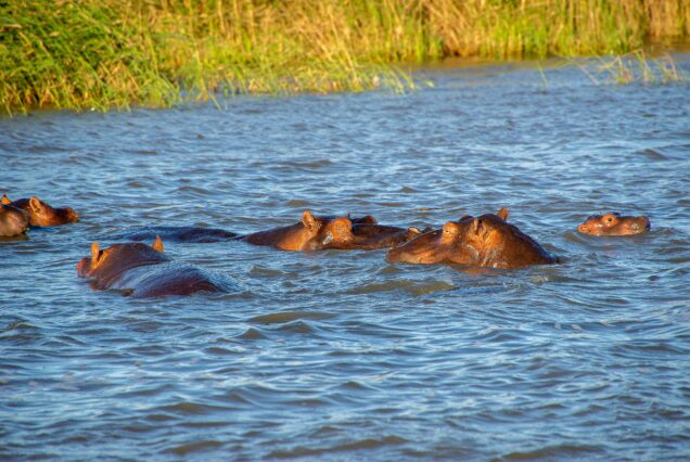 The Maasai Camping (Mobile Standard Camping) 6nights/ 7days