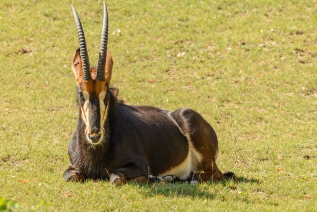 Selous Game Reserve 1 night/ 2 days