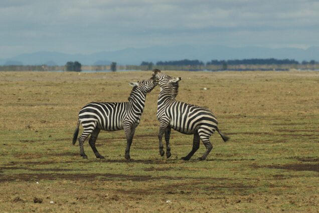 8 DAYS AMBOSELI WALKING SAFARI