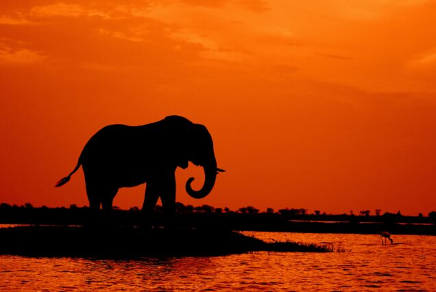 Mikumi National Park 1 night/ 2 days