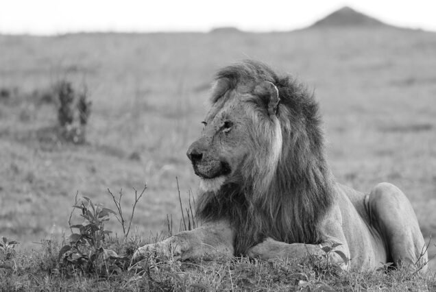 (5 nights/6 days.) Manyara/ Serengeti/Ngorongoro