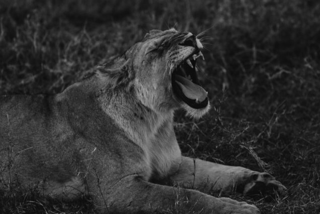 ELEWANA KIFARU CAMP – 3 DAYS 2 NIGHTS FLYING PACKAGE
