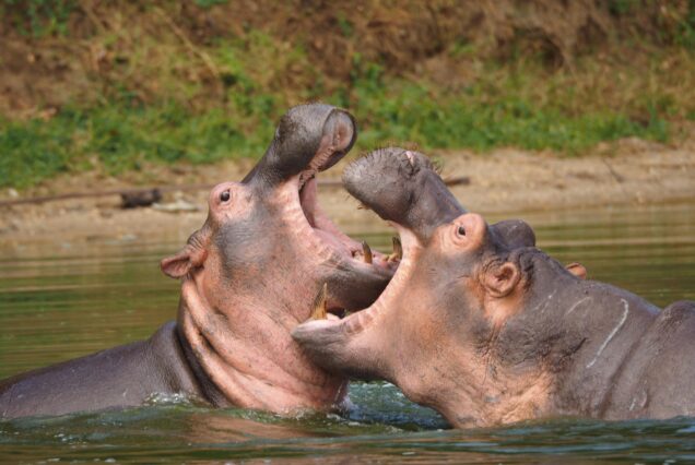 12 Days Best of Uganda Fly-In Safari