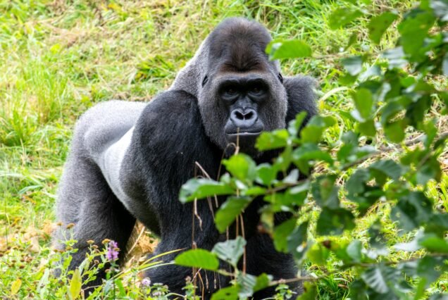 8 Days Western Uganda Gorilla, Chimps, and Wildlife Safaris