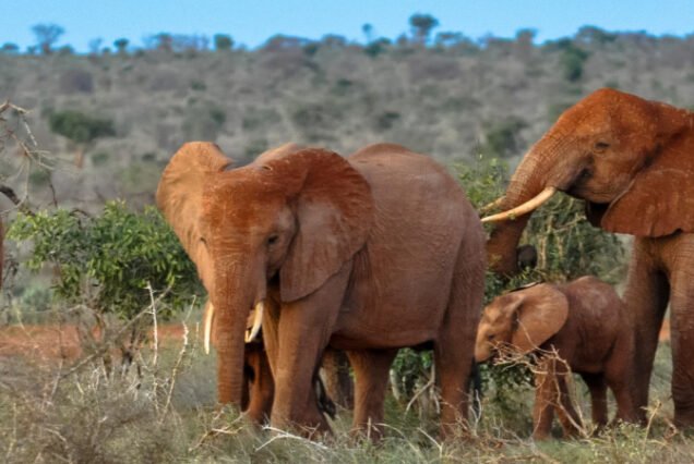 Amboseli National Park & Tsavo East National Park (05days/04nights)