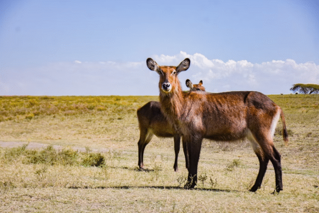 Lake Naivasha & Masai Mara Game Reserve (4days/3nights)