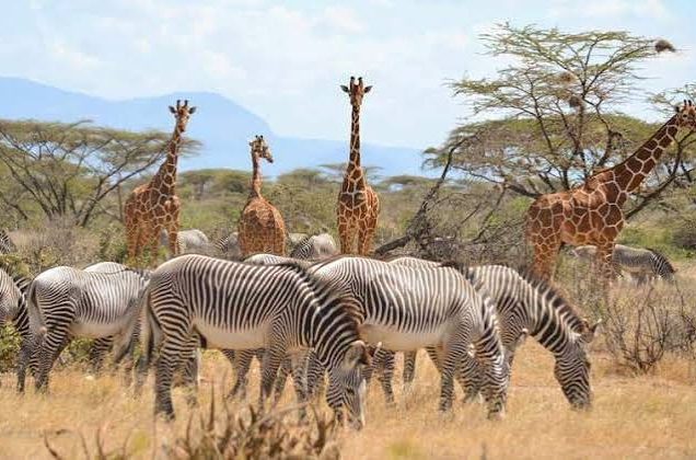 Shaba National Reserve, Samburu National Reserve & Ol Pejeta Conservancy (Sweetwaters) (07days/06nights)